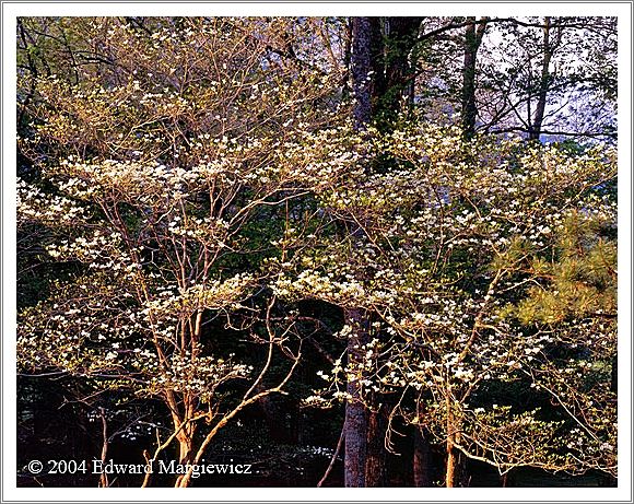 450381   Morining dogwoods in Cades Cove, SMNP 